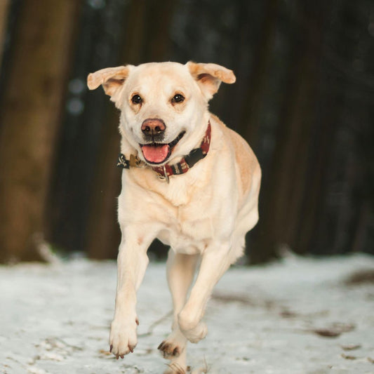 7 raisons qui poussent un chien à un mauvais comportement : Une Sélection de Sécurité et Amusante pour le Chien - Chien trop content