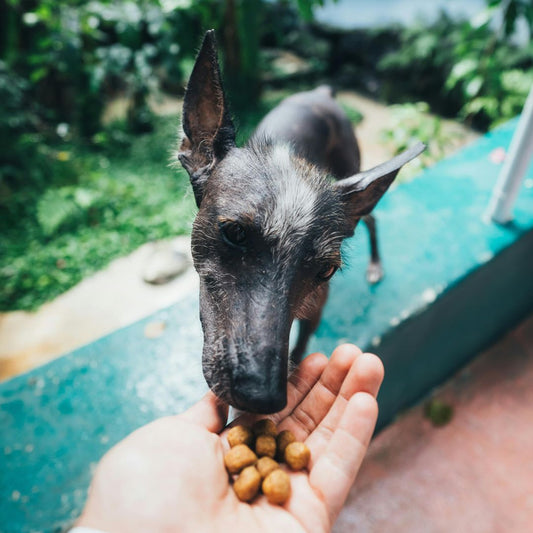Alimentation diététique pour chiens