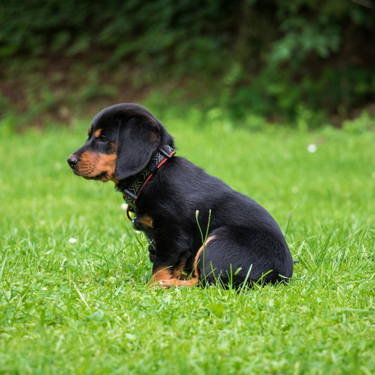 Je veux adopter un chiot