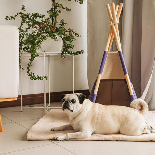 Canapé pour Chien Ultime | CanapeDog™ : Une Sélection de Sécurité et Amusante pour le Chien - Chien trop content