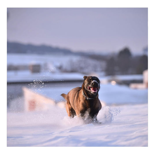 Chaussure Chien | DogShoe™ : Une Sélection de Sécurité et Amusante pour le Chien - Chien trop content