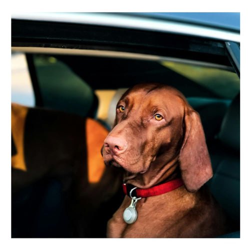 Collier Chien | Dog™ : Une Sélection de Sécurité et Amusante pour le Chien - Chien trop content