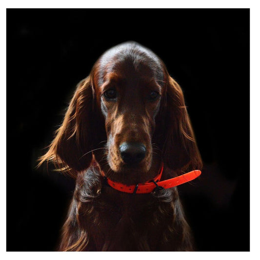 Collier Lumineux Chien | LightCollar™ : Une Sélection de Sécurité et Amusante pour le Chien - Chien trop content