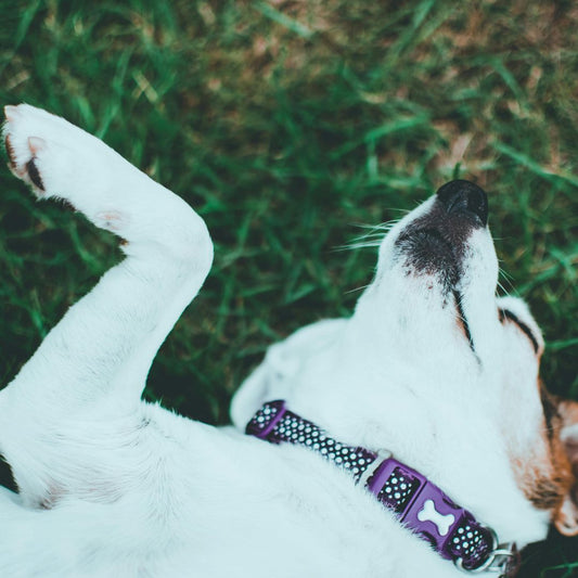découvrez-pourquoi-les-chiens-aiment-se-rouler-par-terre