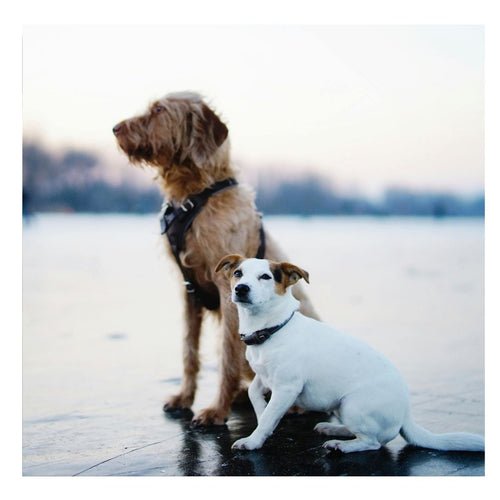 Gamelle Anti Glouton | GluttonBowl™ : Une Sélection de Sécurité et Amusante pour le Chien - Chien trop content