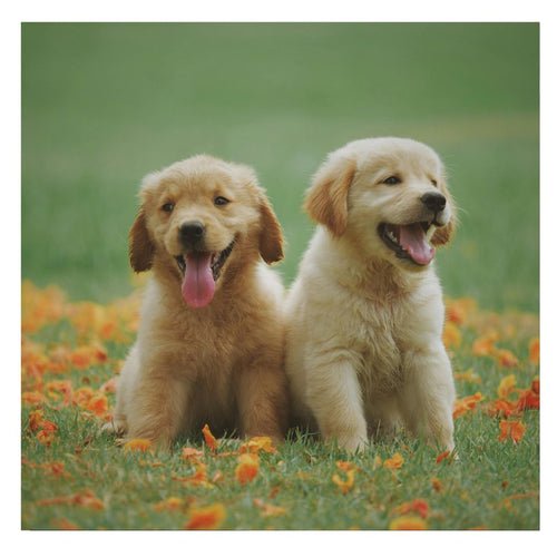 Gamelle Chien | Dish™ : Une Sélection de Sécurité et Amusante pour le Chien - Chien trop content
