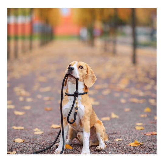 Harnais Chien | Harness™ : Une Sélection de Sécurité et Amusante pour le Chien - Chien trop content
