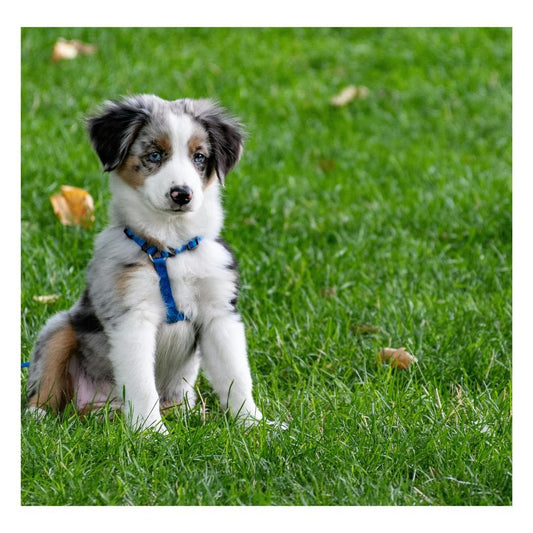 Harnais pour Chien | Harnesses™ : Une Sélection de Sécurité et Amusante pour le Chien - Chien trop content