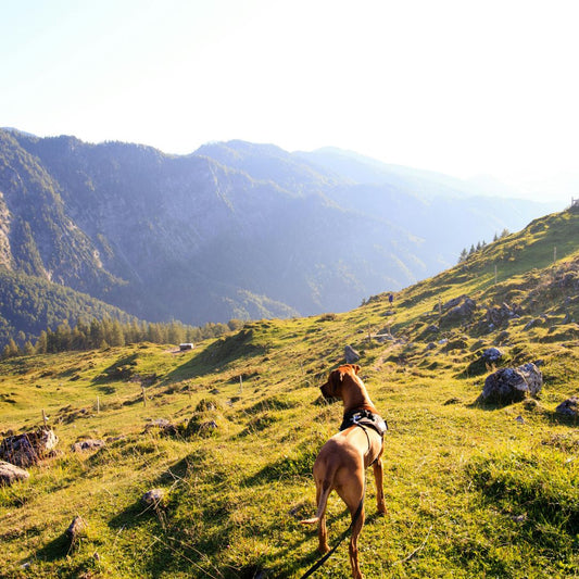 les-chiens-peuvent-ils-voir-les-couleurs