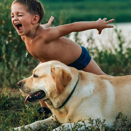 Les obligations du maître envers son chien : Une Sélection de Sécurité et Amusante pour le Chien - Chien trop content