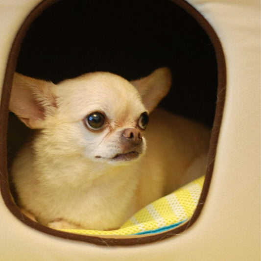 Niche Chien Interieur | Sister™ : Une Sélection de Sécurité et Amusante pour le Chien - Chien trop content