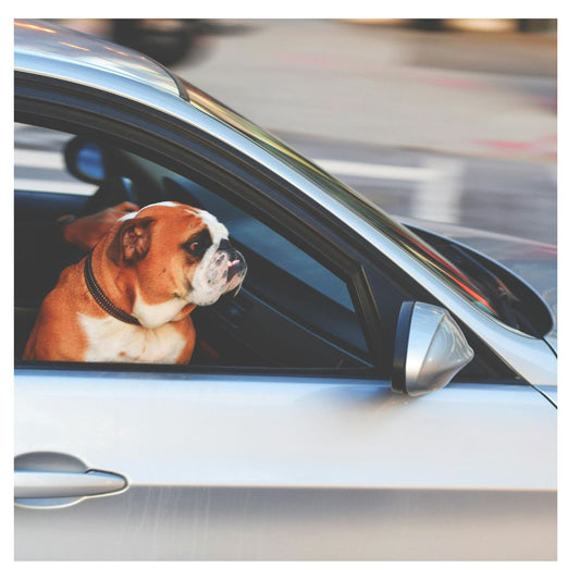 Siege Auto Chien | DogSeat™ : Une Sélection de Sécurité et Amusante pour le Chien - Chien trop content