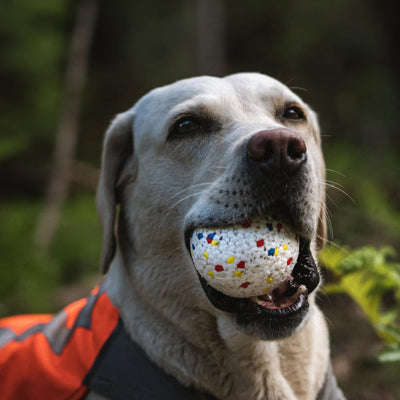 Balle chien VeryHardWearing Multicolore dehors debout chien