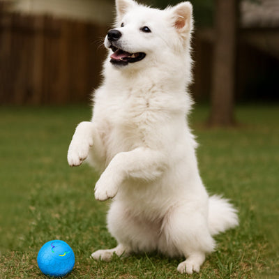 Balle pour chien DurableUltra bleu blanc gazon chien