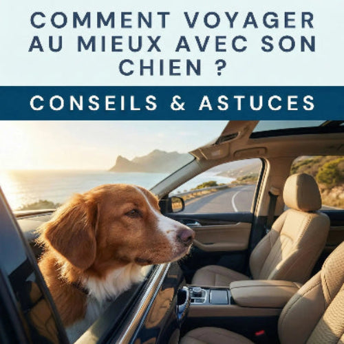 Comment voyager mieux avec son chien, merci