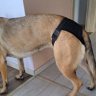 Couche pour chien NapFor brun debout chien