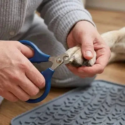 Coupe griffe chien ProfessionalSafe bleu homme patte chien