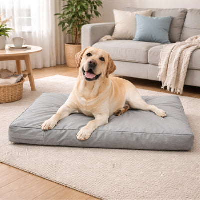 Coussin pour chien UltraMoelleux gris salon assis brun chien