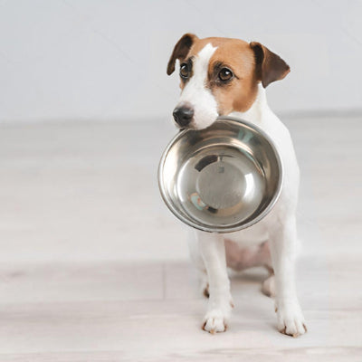 Gamelle chien DoglCanineFoodBowl vide assis chien