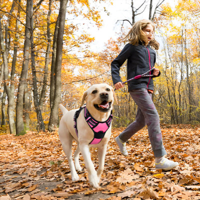 Harnais chien anti traction AntiPull harnais avec pourpre chien