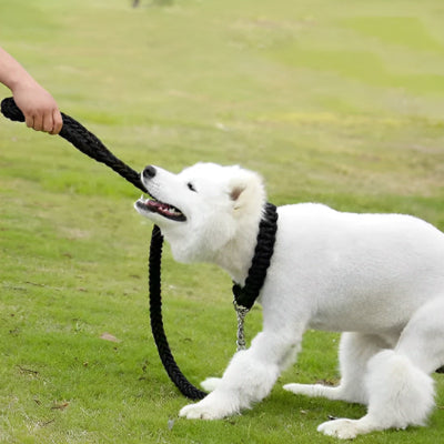Laisse pour chien AlGenerator il joue avec la laisse noir, chien
