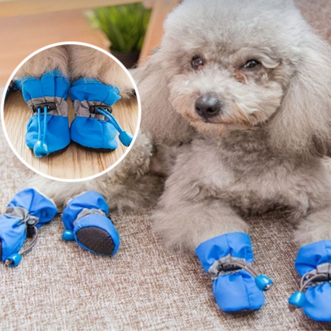 chaussure-chien-dogshoes-chien-bleu