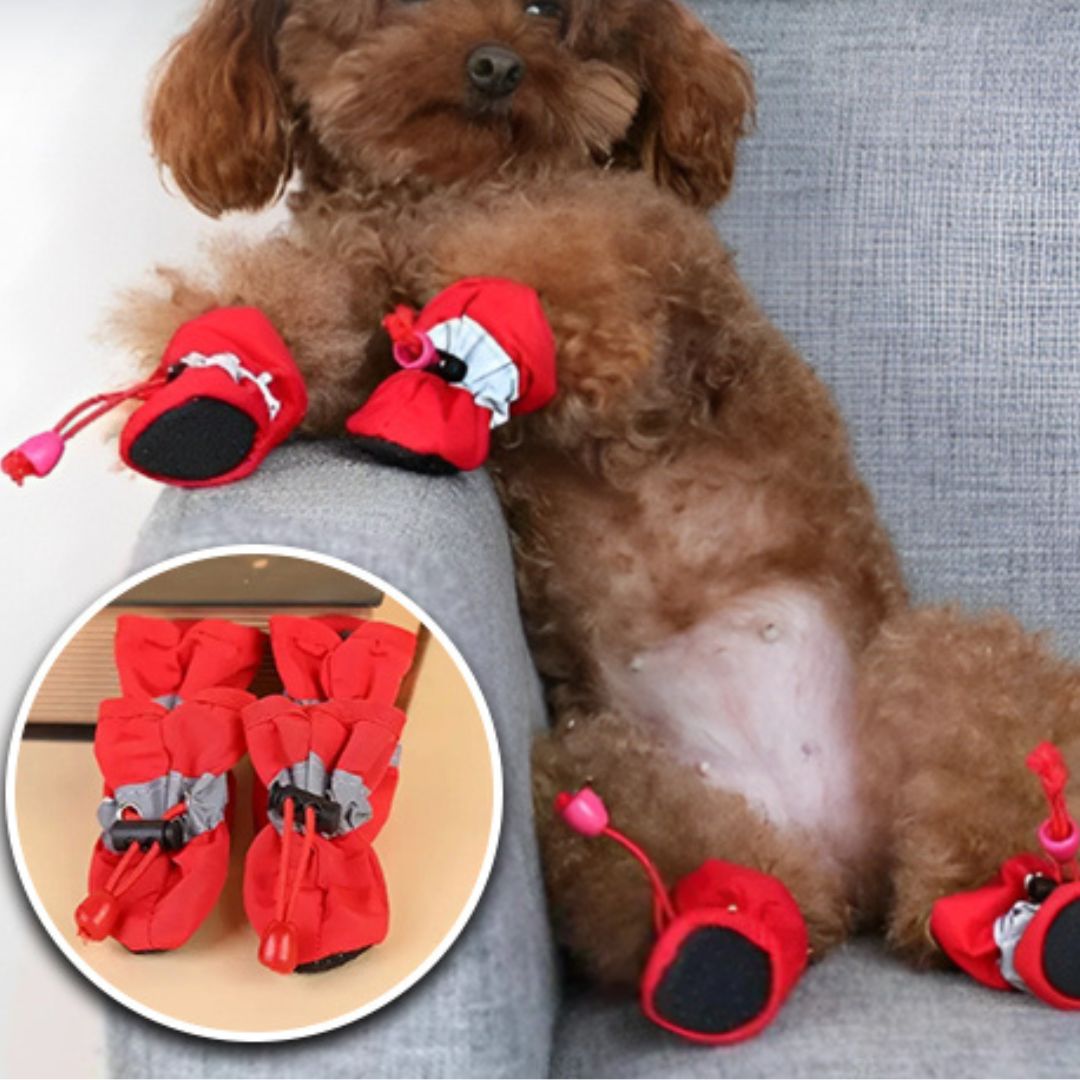 chaussure-chien-dogshoes-chien-orange