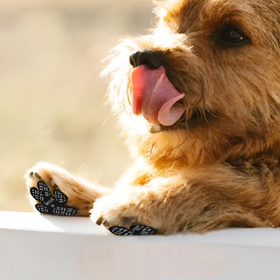 chaussure-chiens-dogsshoes-chien-brun-noir-coucher