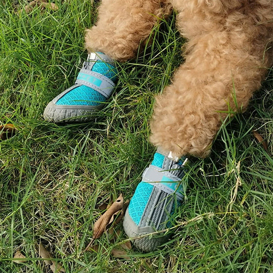 chaussure-pour-chien-shoes-bleu-assis-brun