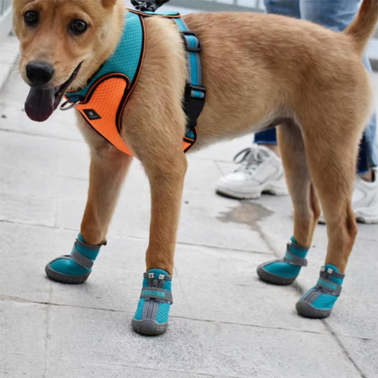 chaussure-pour-chien-shoes-bleu-debout