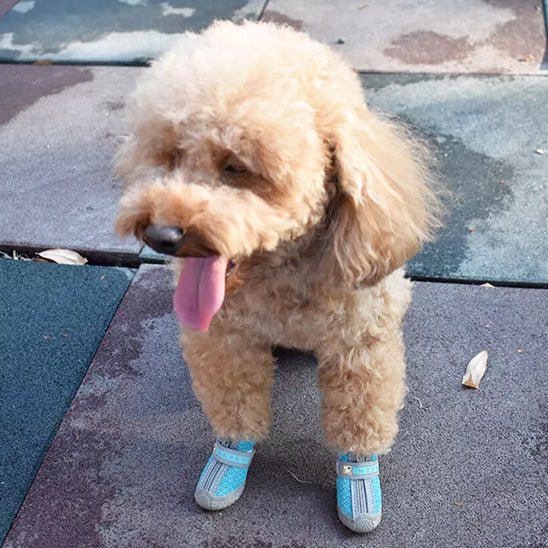 chaussure-pour-chien-shoes-chien-bleu-brun