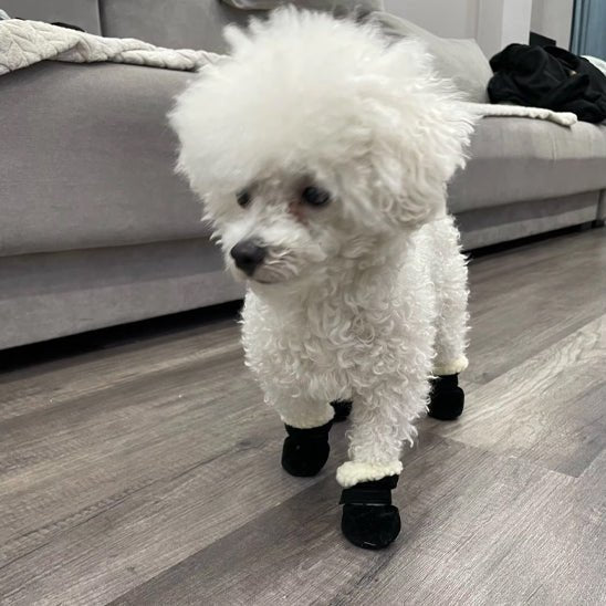 chaussures-pour-chien-dogsfor-chien-noir