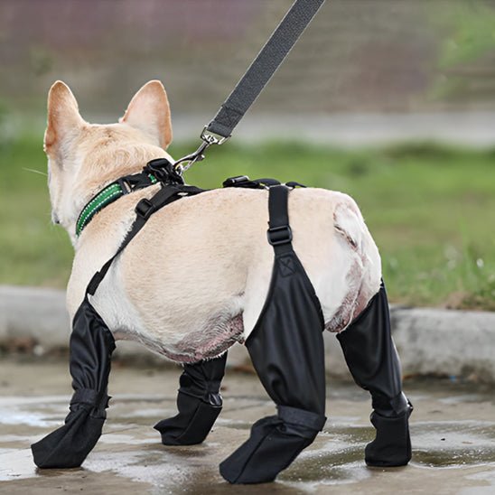 chaussures-pour-chien-fordogs-chien-noir-blanc-courir
