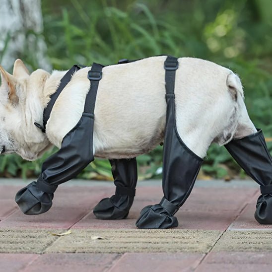 chaussures-pour-chien-fordogs-chien-noir-blanc