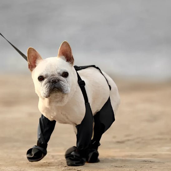 chaussures-pour-chien-fordogs-chien-noir-courir