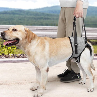 Chien harnais Averell gris, brun chien