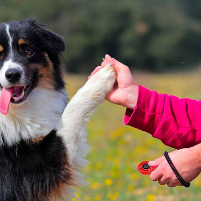 Clicker chien dogclic deux pattes rouge chien