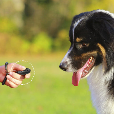 Clicker chien dogclic noir regarde chien