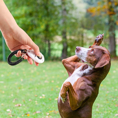 Clicker chien dogclic rouge, blanc, deux pattes, chien