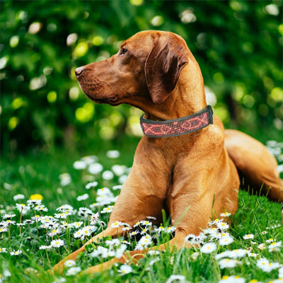 Collier chien lumineux LumiDog brun coucher chien