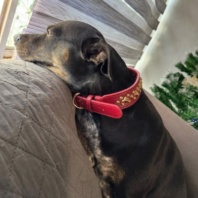 Collier cuir chien DogLesther rouge, noir chien