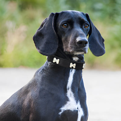 Collier en cuir pour chien PetDogs assis noir chien