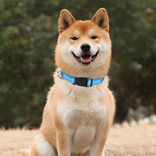 collier-lumineux-chien-doglight-bleu-chien