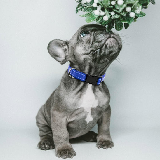 collier-lumineux-chien-doglight-couleur-bleu