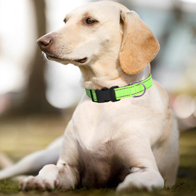 Collier lumineux chien LightUp vert, blanc coucher chien
