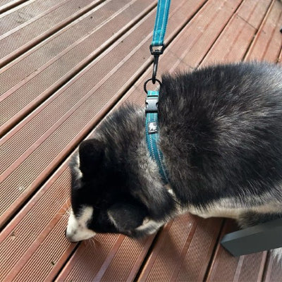 Collier pour chien CollarDog bleu, noir, chien