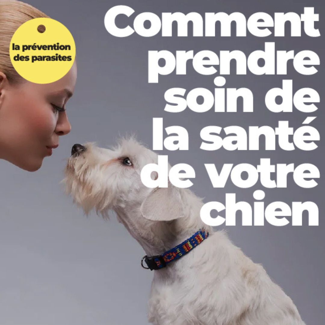 comment-prendre-soin-de-la-sante-de-votre-chien