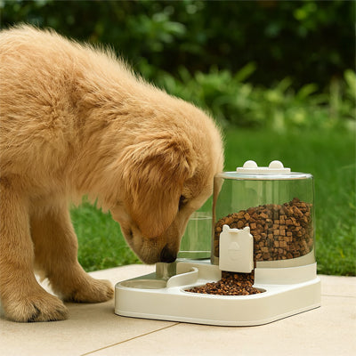 Distributeur croquette chien autoprogram regarde eau brun chien