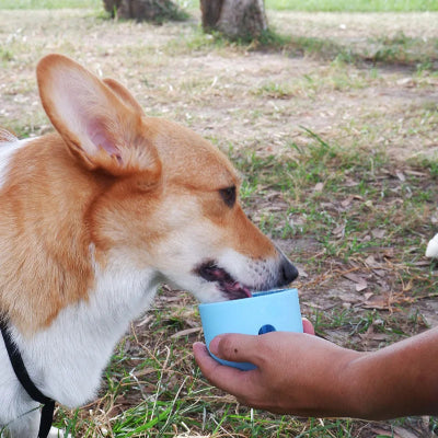 Distributeur d'aliments pour chien PetFoodBall jouer assis brun chien