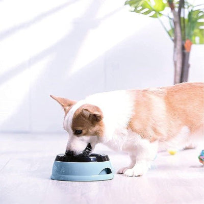 Gamelle anti éclaboussure splashdog bois debout bleu